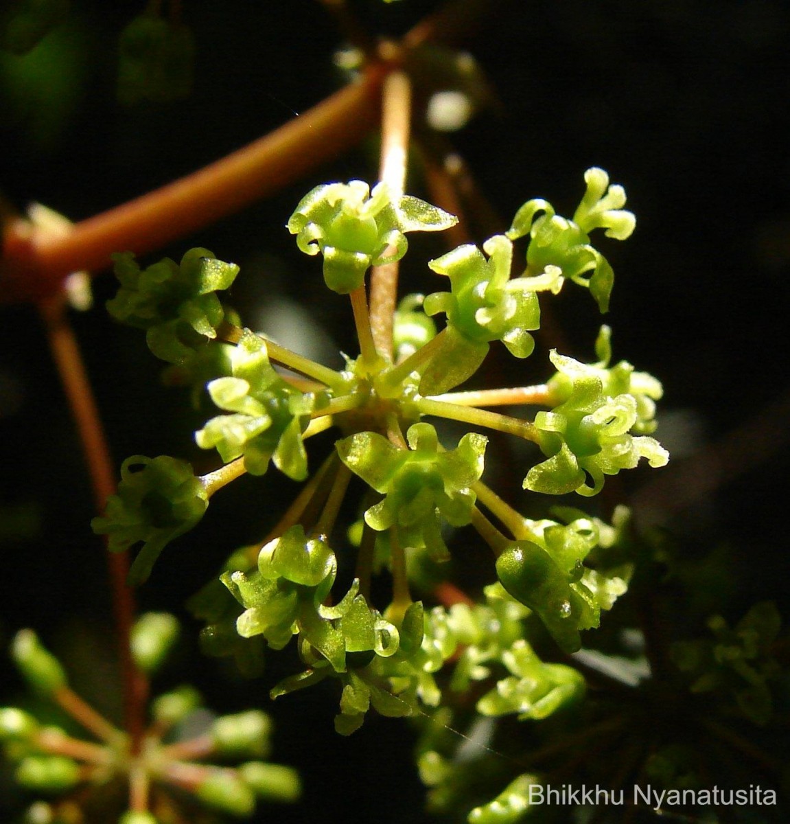 Smilax perfoliata Lour.